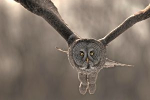 Vincent Munier