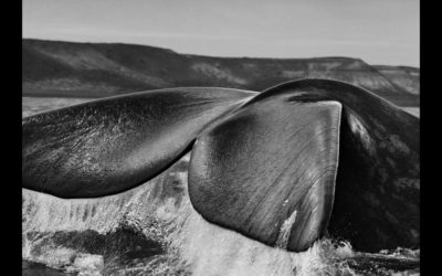 Sebastião Salgado : Genesis