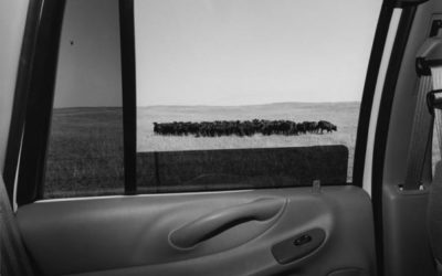 Lee Friedlander