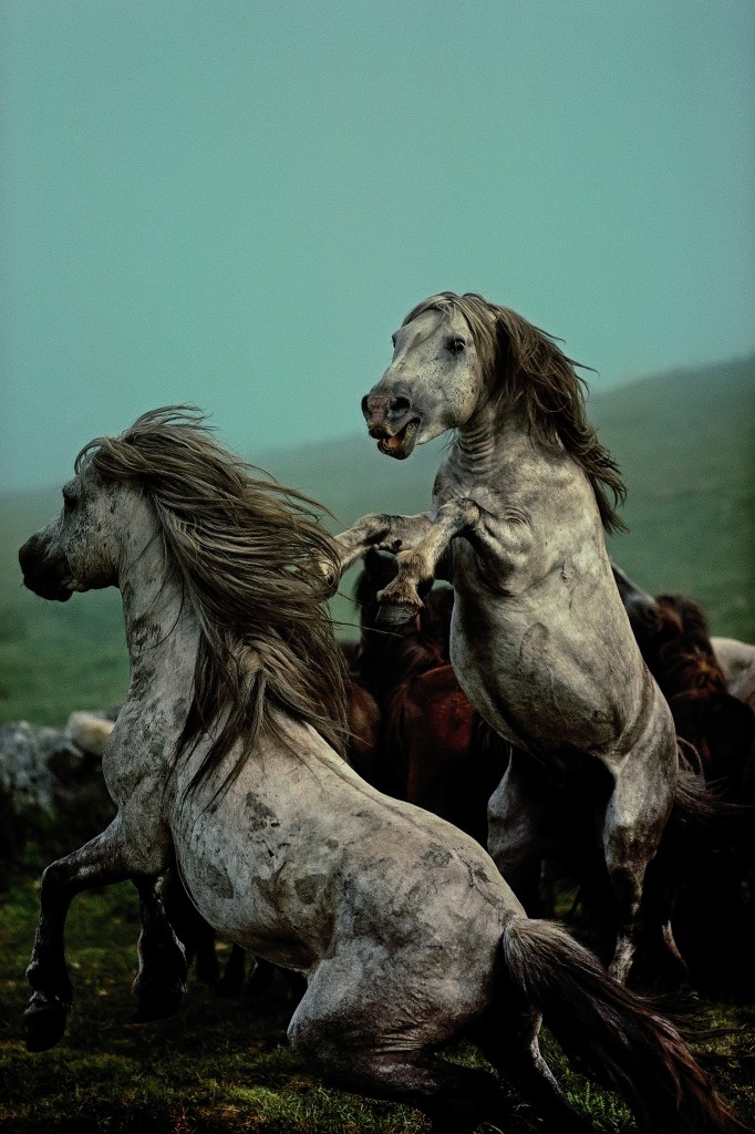 Wild Horses,Galice, Espagne,1977,(©David Alan Harvey / Magnum / La Galerie de l’Instant, Paris)