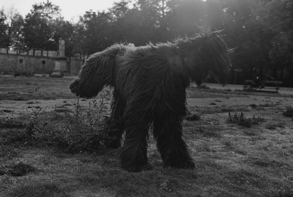 Mark Steinmetz