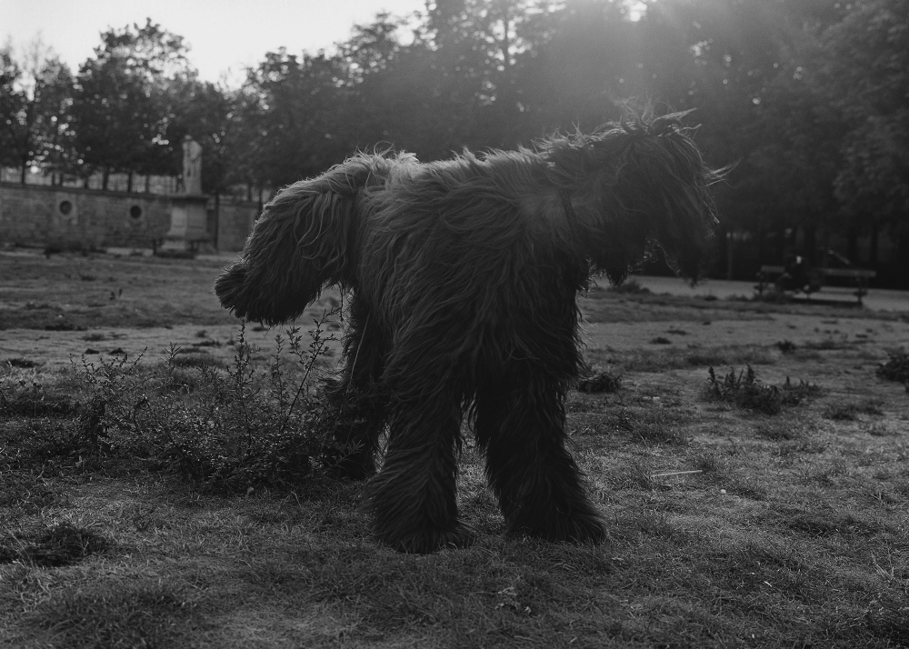 Les Tuileries 1990